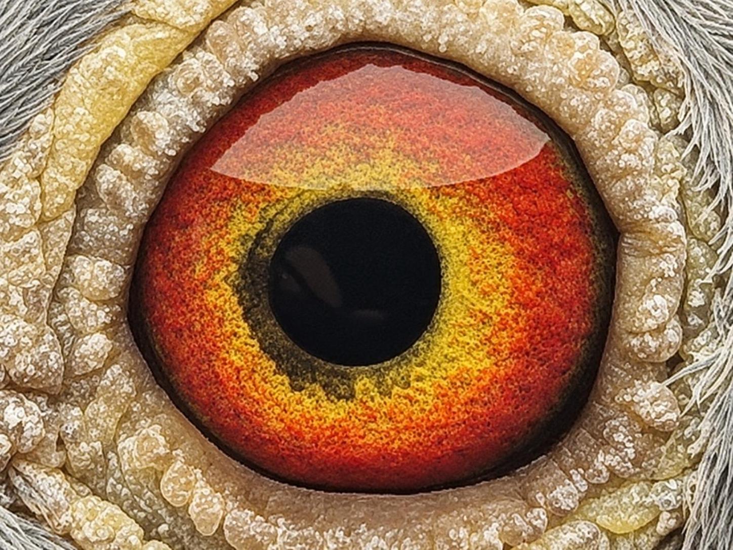 Pigeon eye